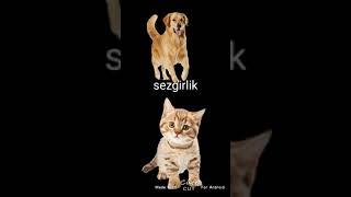 mushuk vs it (cat vs dog)#animal#uzbekcha