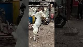 Kaise hai video #ruwhaidshah #kota #sojat #deonarbakramandiupdate #kalyan #bhiwandi #sojatbakra