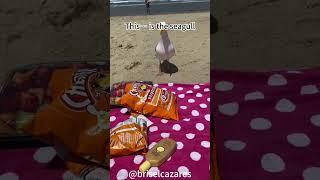 Seagulls: Bringing the vibes, and a little chaos ️