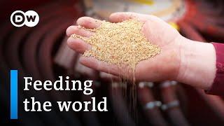 Food security - A growing dilemma | DW Documentary