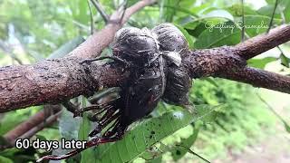 4 Examples To Air Layering Mango Tree With How To Make The Soilmix