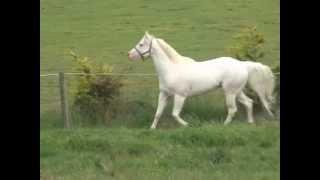 Appaloosa / Sportaloosa at stud in Victoria, Australia - LV Lane Frost