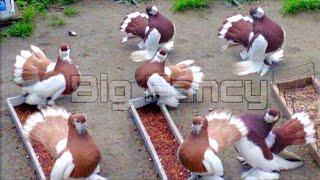 Russian Volga pigeons varieties || Fancy pigeons breeder - fancy pigeon breeds farm