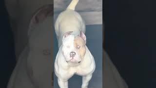 pitbull attitud so dangrous legart pitbull  (bodybuilder) #short#