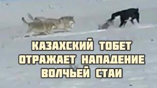 Казахская пастушья собака тобет отражает нападение волчьей  стаи 