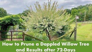 How to Prune a Dappled Willow Tree   Salix Hakuro Nishiki   and Results after 72 Days