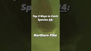 Top 3 Baits to Use Fishing for Northern Pike