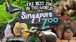 SINGAPORE ZOO TOUR: THE BEST ZOO IN THE WORLD?