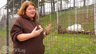 Turpentine Creek Wildlife Refuge Virtual Tour Part 2