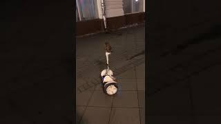 СОВА КАТАЕТСЯ НА СИГВЕЕ/ГИРОСКУТЕРЕ. AN OWL RIDING A SEGWAY.