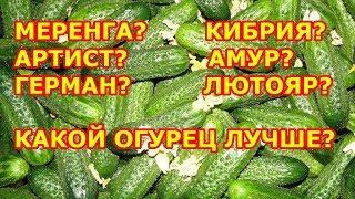 Какой огурец лучше? Амур, Артист, Кибрия, Меренга, Герман или Лютояр