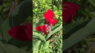 Trying slow-mo edit for the garden's collection... #nature #collection #gardern #gardentour
