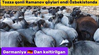 Ramanov   zotli qõylar va xisori sovliq+99888.898.14.14+99893.336.53.80 hamda qõchqorlar arzon