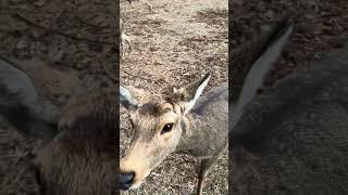 Completely surrounded by deer as soon as they saw food! Deer Park in Nara, Japan 