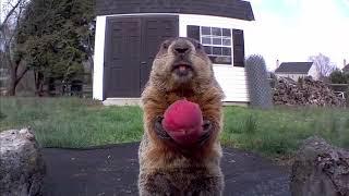 Unhappy hardcore screaming gopher (marmot)