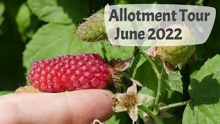 June 2022 Allotment Tour - see the start of the harvesting season!