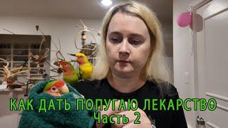 КАК ДАТЬ ПОПУГАЮ ЛЕКАРСТВО ЧАСТЬ 2