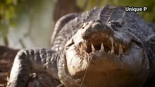 The largest species of crocodiles in the world THE SALTWATER CROCODILE IN ACTION #animals #tiger