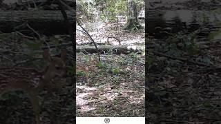 Caught on Camera #animals #deer #wildlife #forest ##outdoors #GameCameras #TrailCams #trending