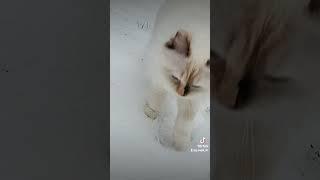 #cat #ragdoll #snowrunner