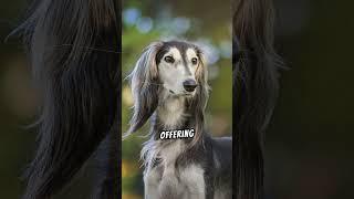 All About The Saluki Dog