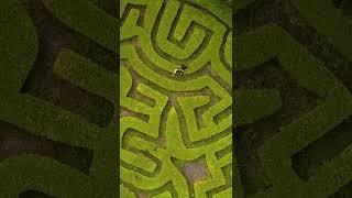 They said I was too dumb to solve this maze 