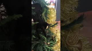 Just a Black Cat vs a Christmas tree