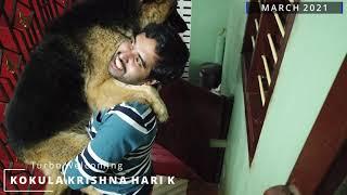 German Shepherd Turbo welcoming Kokula Krishna Hari K at Puducherry (Pondicherry), India | GSD Love