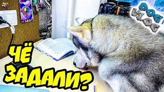 DOGVLOG: ХАСКИ УЧИТ УРОКИ. КЛИП ИЗ ВИДЕО ПОДПИСЧИКОВ. Говорящая собака