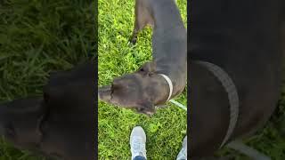 Video of adoptable pet named Sassy Sage