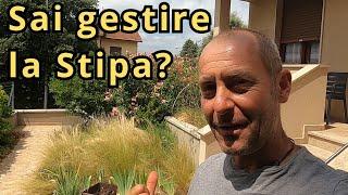 Come gestire la Stipa