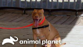 An Excited Puppy Meets An Even More Excited Dog Trainer | Pit Bulls and Parolees | Animal Planet