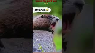 #samim