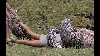 giant snake swallow a girl 2019