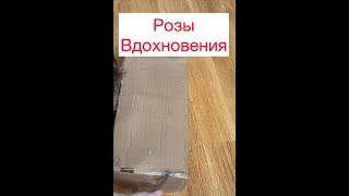 Уцененные розы из питомника Розы Вдохновения