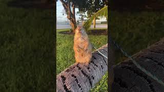 Golden hour with Poppy the Prairie Dog - throwback video from when she was 4