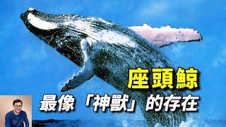 唯一讓虎鯨懼怕的動物，神獸「鯤」的原型，充滿正義感的海洋代言人——座頭鯨！【老肉雜談】#動物 #海洋生物 #野生動物 #鯨 #whale