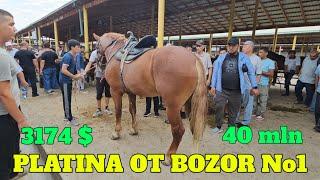 PLATINA OT BOZOR! HORSE MARKET! NEMIS RASISKIY QORA BAYR OTLAR SAVDOLARI BARAKALARI ZO‘R BO‘LDI.