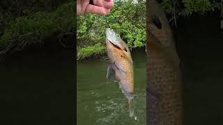 Buckeye Lake Big Bluegills Part 2