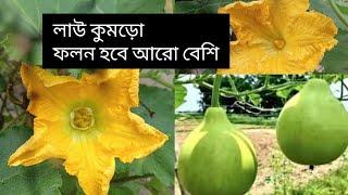 কুমড়ো বা লাউয়ের ফলন বাড়ানোর উপায় #লাউ #কুমড়ো #সবজি #গাছ