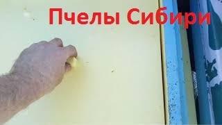 Результаты зимовки пчёл на улице под снегом в Сибири