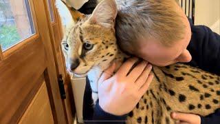 Serval Growl Sounds