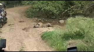 Tiger Killed A Dog In Forest ! Disclaimer-(Video Shared By A Friend)