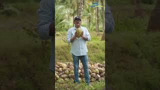 How to identify best coconut