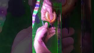 The goldfish is suffering from egg retention. It needs to be treated urgently#goldfish #fish #pets