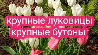 Когда лучше обрезать тюльпаны 