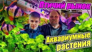 Прудовые и аквариумные растения у дяди Миши! Успейте купить новинки!