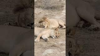 Lions Best Time | King and Queen Sleeping Together | Lions | African Lions Safari | Best Couple 