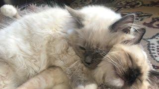 Erin-Casper Fighting | Seal point and blue point Ragdoll Kitten {part 2}