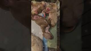 #sangrepuracna_leona_and_buddhaThen vs15 days old #americanbully #pocketbully #safira_sangrepuracna